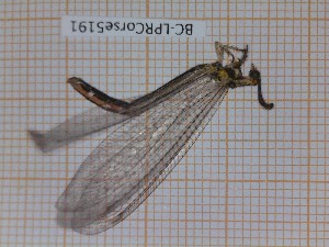  (Macronemurus appendiculatus - BC-LPRCorse5191)  @11 [ ] CC-by (2023) François Dusoulier Museum national d'Histoire naturelle, Paris