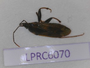  (Eremocoris fenestratus - LPRC6070)  @11 [ ] Copyright (2020) François Dusoullier Museum national d'Histoire naturelle