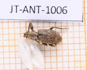  (Polydacrys moestus - JT-ANT-1006)  @11 [ ] Creative common (2022) Julien Touroult Museum national d'Histoire naturelle, Paris