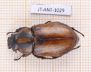  (Cyclocephala mafaffa - JT-ANT-1029)  @11 [ ] Creative common (2022) Julien Touroult Museum national d'Histoire naturelle, Paris