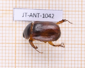  (Cyclocephala insulicola - JT-ANT-1042)  @11 [ ] Creative common (2022) Julien Touroult Museum national d'Histoire naturelle, Paris