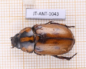  (Cyclocephala mafaffa - JT-ANT-1043)  @11 [ ] Creative common (2022) Julien Touroult Museum national d'Histoire naturelle, Paris