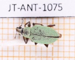  (Litostylus strangulatus - JT-ANT-1075)  @11 [ ] Creative common (2022) Julien Touroult Museum national d'Histoire naturelle, Paris