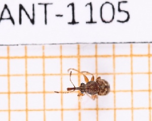  (Hamiltoniauletes - JT-ANT-1105)  @11 [ ] Creative common (2022) Julien Touroult Museum national d'Histoire naturelle, Paris