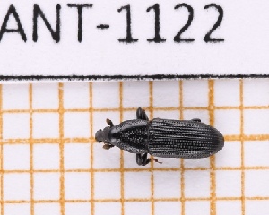  ( - JT-ANT-1122)  @11 [ ] Creative common (2022) Julien Touroult Museum national d'Histoire naturelle, Paris