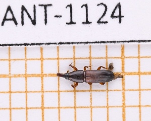  ( - JT-ANT-1124)  @11 [ ] Creative common (2022) Julien Touroult Museum national d'Histoire naturelle, Paris