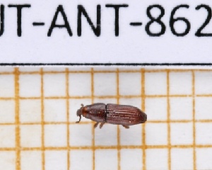  ( - JT-ANT-862)  @11 [ ] Creative common (2022) Julien Touroult Museum national d'Histoire naturelle, Paris