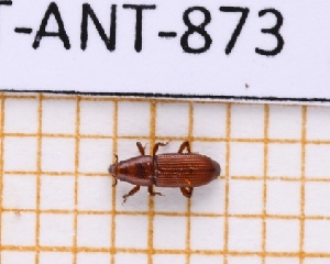  ( - JT-ANT-873)  @11 [ ] Creative common (2022) Julien Touroult Museum national d'Histoire naturelle, Paris