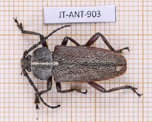  (Solenoptera chalumeaui - JT-ANT-903)  @11 [ ] Creative common (2022) Julien Touroult Museum national d'Histoire naturelle, Paris