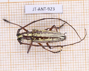  ( - JT-ANT-923)  @11 [ ] Creative common (2022) Julien Touroult Museum national d'Histoire naturelle, Paris