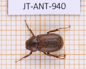  (Plectris martinicensis - JT-ANT-940)  @11 [ ] Creative common (2022) Julien Touroult Museum national d'Histoire naturelle, Paris