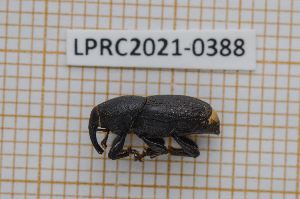  (Sphenophorus abbreviatus - LPRC2021-0388)  @11 [ ] By-SA Creative Common (2021) Rodolphe Rougerie Museum national d'Histoire naturelle, Paris