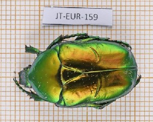  ( - JT-EUR-159)  @11 [ ] Creative common (2022) Julien Touroult Museum national d'Histoire naturelle, Paris