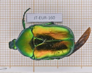  ( - JT-EUR-160)  @11 [ ] Creative common (2022) Julien Touroult Museum national d'Histoire naturelle, Paris
