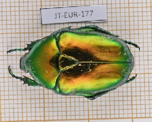  ( - JT-EUR-177)  @11 [ ] Creative common (2022) Julien Touroult Museum national d'Histoire naturelle, Paris