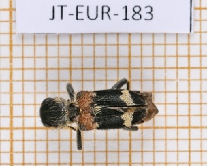  ( - JT-EUR-183)  @11 [ ] Creative common (2022) Julien Touroult Museum national d'Histoire naturelle, Paris