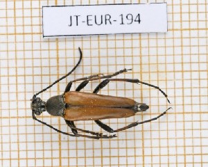  ( - JT-EUR-194)  @11 [ ] Creative common (2022) Julien Touroult Museum national d'Histoire naturelle, Paris