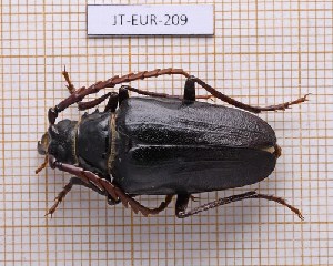  (Psilotarsus brachypterus - JT-EUR-209)  @11 [ ] Creative common (2022) Julien Touroult Museum national d'Histoire naturelle, Paris