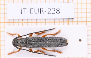  (Oberea histrionis - JT-EUR-228)  @11 [ ] Creative common (2022) Julien Touroult Museum national d'Histoire naturelle, Paris