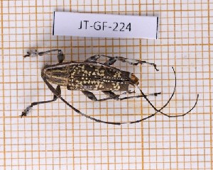  (Colobothea plebeja - JT-GF-225)  @11 [ ] Creative common (2022) Julien Touroult Museum national d'Histoire naturelle, Paris