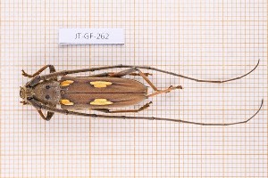  (Pantomallus costulatus - JT-GF-262)  @11 [ ] Creative common (2022) Julien Touroult Museum national d'Histoire naturelle, Paris
