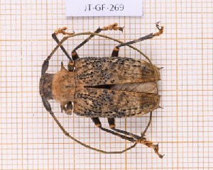  (Polyrhaphis peruana - JT-GF-269)  @11 [ ] Creative common (2022) Julien Touroult Museum national d'Histoire naturelle, Paris