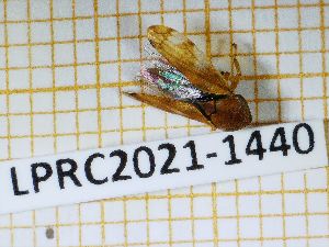  (Neophilaenus campestris - LPRC2021-1440)  @11 [ ] By-SA Creative Common (2021) Rodolphe Rougerie Museum national d'Histoire naturelle, Paris