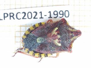  (Codophila varia - LPRC2021-1990)  @11 [ ] By-SA Creative Common (2021) Rodolphe Rougerie Museum national d'Histoire naturelle, Paris