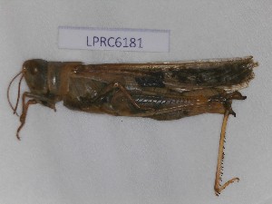  (Aiolopus thalassinus corsicus - LPRC6181)  @11 [ ] Copyright (2020) François Dusoullier Museum national d'Histoire naturelle