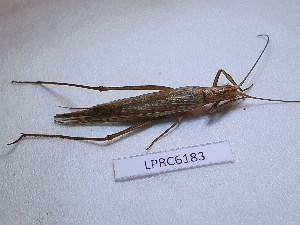  ( - LPRC6183)  @11 [ ] Copyright (2020) François Dusoullier Museum national d'Histoire naturelle