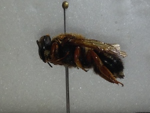  (Megachile sicula corsica - LPRC6811)  @11 [ ] CC-By (2021) Romain Le Divelec Muséum national d'Histoire naturelle, Paris