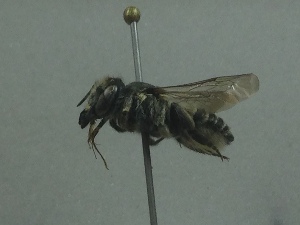  (Megachile deceptoria - LPRC6813)  @11 [ ] CC-By (2021) Romain Le Divelec Muséum national d'Histoire naturelle, Paris