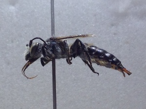  (Hoplitis agnielae - LPRC6838)  @11 [ ] CC-By (2021) Romain Le Divelec Mus&eacute;um national d'Histoire naturelle, Paris