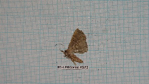  (Polypogon plumigeralis - BC-LPRCorse4372)  @11 [ ] by-sa - CreativeCommons (2020) Rodolphe Rougerie Muséum National d'Histoire Naturelle