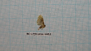  ( - BC-LPRCorse4463)  @12 [ ] by-sa - CreativeCommons (2020) Rodolphe Rougerie Muséum National d'Histoire Naturelle