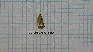  ( - BC-LPRCorse4464)  @12 [ ] by-sa - CreativeCommons (2020) Rodolphe Rougerie Muséum National d'Histoire Naturelle