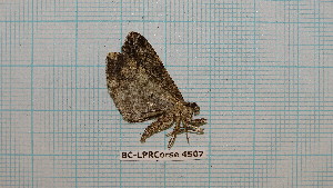 (Peribatodes rhomboidaria - BC-LPRCorse4507)  @11 [ ] by-sa - CreativeCommons (2020) Rodolphe Rougerie Muséum National d'Histoire Naturelle