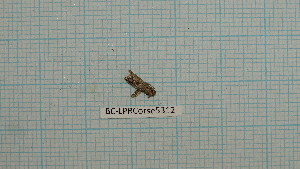  ( - BC-LPRCorse5312)  @11 [ ] by-sa - CreativeCommons (2020) Rodolphe Rougerie Muséum National d'Histoire Naturelle