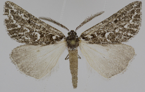  ( - BC-LPRCorse2369)  @11 [ ] Copyright (2020) Jérôme Barbut Research Collection MNHN