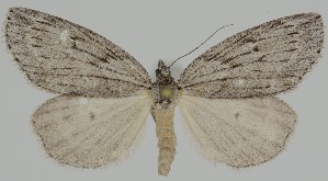  (Pachycnemia hippocastanaria - LPRC2021-0047)  @14 [ ] CC-By (2021) Antoine Lévêque Muséum national d'Histoire naturelle