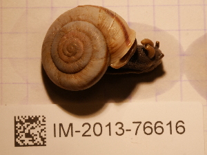  (Chilostoma frigidum liguricum - MNHN-IM-2013-76616)  @11 [ ] Copyright (2020) Olivier Gargominy Museum national d'Histoire naturelle