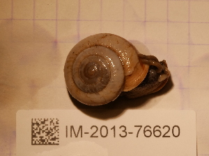  (Chilostoma frigidum - MNHN-IM-2013-76620)  @11 [ ] Copyright (2020) Olivier Gargominy Museum national d'Histoire naturelle