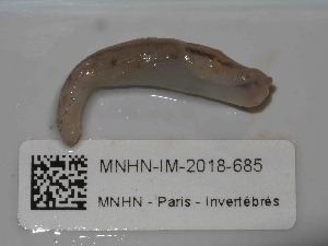  ( - MNHN-IM-2018-685)  @11 [ ] Copyright (2019) Olivier Gargominy Museum national d'Histoire naturelle, Paris