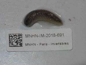  ( - MNHN-IM-2018-691)  @11 [ ] Copyright (2019) Olivier Gargominy Museum national d'Histoire naturelle, Paris