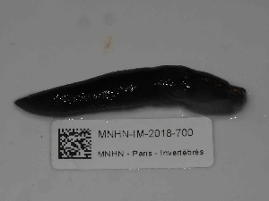  ( - MNHN-IM-2018-700)  @11 [ ] Copyright (2019) Olivier Gargominy Museum national d'Histoire naturelle, Paris