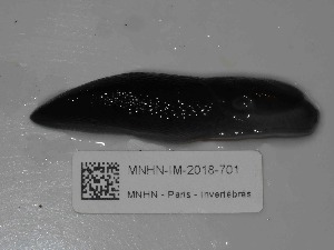 ( - MNHN-IM-2018-701)  @11 [ ] Copyright (2019) Olivier Gargominy Museum national d'Histoire naturelle, Paris