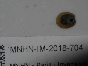  ( - MNHN-IM-2018-704)  @11 [ ] Copyright (2019) Olivier Gargominy Museum national d'Histoire naturelle, Paris