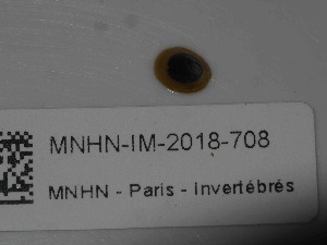  ( - MNHN-IM-2018-708)  @11 [ ] Copyright (2019) Olivier Gargominy Museum national d'Histoire naturelle, Paris