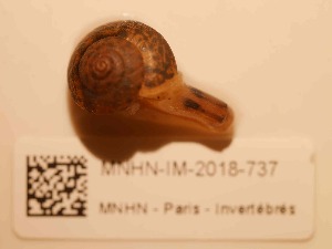  (Cyrnotheba - MNHN-IM-2018-737)  @11 [ ] Copyright (2019) Olivier Gargominy Museum national d'Histoire naturelle, Paris