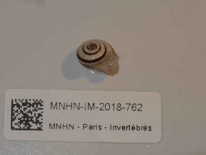 ( - MNHN-IM-2018-762)  @11 [ ] Copyright (2019) Olivier Gargominy Museum national d'Histoire naturelle, Paris